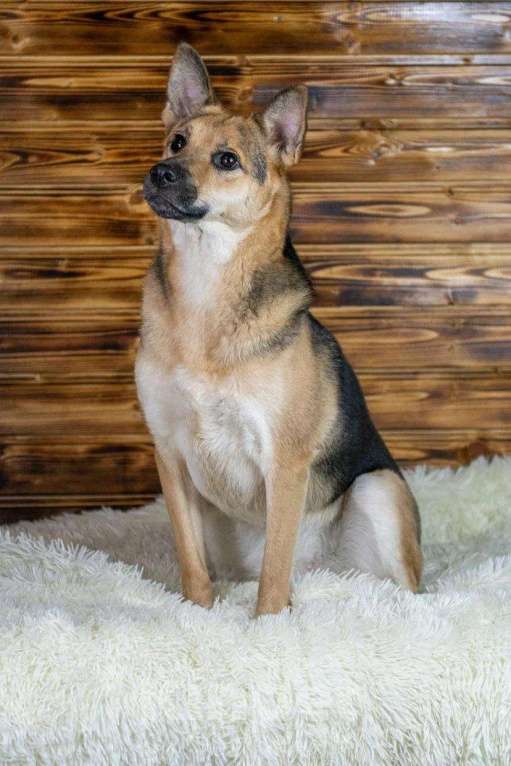 Собаки в Москве: Рыжая малышка Аврора в дар Девочка, 1 руб. - фото 6