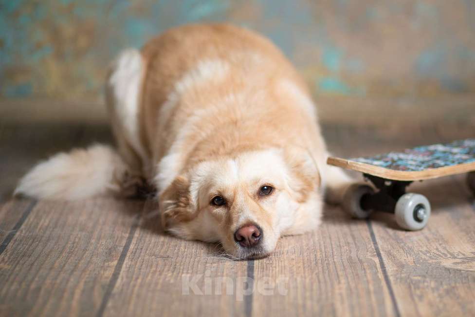 Собаки в Москве: Холли ищет дом Девочка, Бесплатно - фото 3