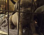 Собаки в Краснодаре: Щенок кане-корсо Мальчик, 34 000 руб. - фото 1