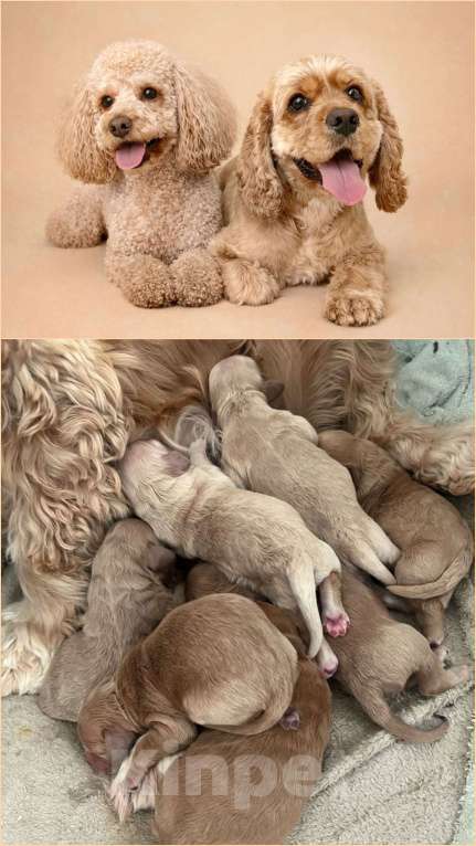 Собаки в Омске: Кокапу Мальчик, 45 000 руб. - фото 4