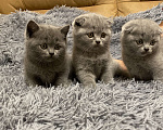 Кошки в Туле: Британские котята  Девочка, 10 000 руб. - фото 5