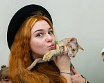 Кошки в Перми: Ориентальный котенок  Мальчик, 65 000 руб. - фото 3