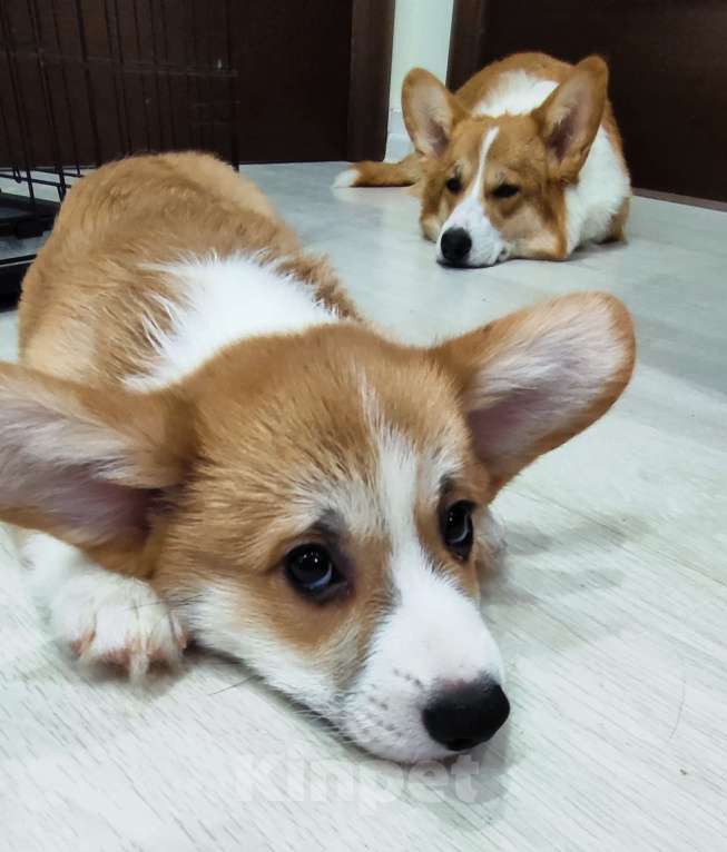 Собаки в Воронеже: Мальчик 2,5 мес Мальчик, Бесплатно - фото 2