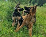 Собаки в Архангельске: Вязка., Бесплатно - фото 2