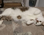 Кошки в Рязани: Котик, Бесплатно - фото 2