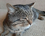 Кошки в Орлове: Животные, 10 руб. - фото 5