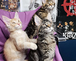 Кошки в Санкт-Петербурге: Котята мейнкунята в разведение от 35000 руб Мальчик, 35 000 руб. - фото 3