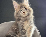 Кошки в Санкт-Петербурге: Мальчик голубой серебряный  Мальчик, 50 000 руб. - фото 1