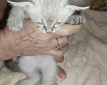 Кошки в Пензе: сиамская кошка Мальчик, Бесплатно - фото 4