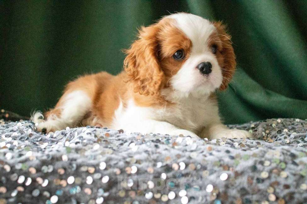 Собаки в Королеве: Продаю щенка ККЧС кобель Мальчик, 70 000 руб. - фото 3