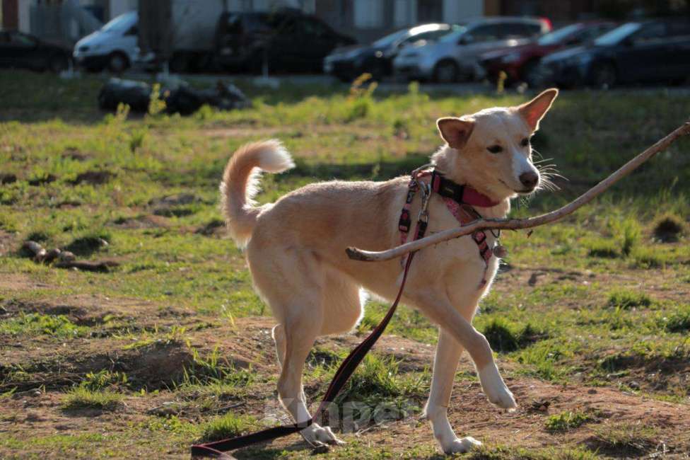 Собаки в Москве: Милая Нюша ищет дом!  Девочка, Бесплатно - фото 4