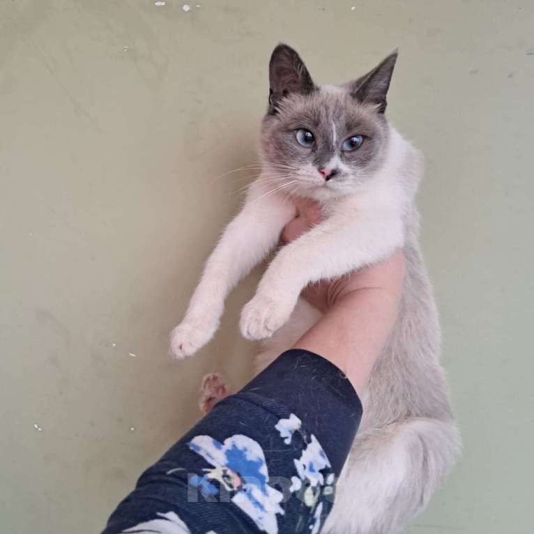 Кошки в Москве: Молодая кошечка Нева  в добрые руки  Девочка, Бесплатно - фото 3