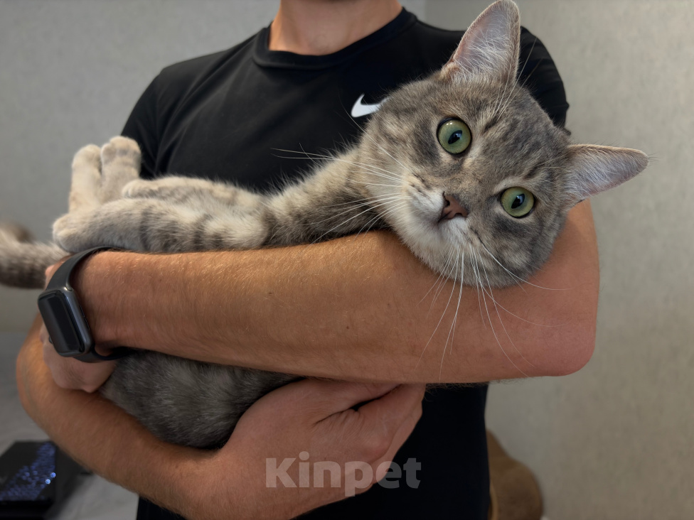 Кошки в Екатеринбурге: Котик ищет дом Мальчик, Бесплатно - фото 2