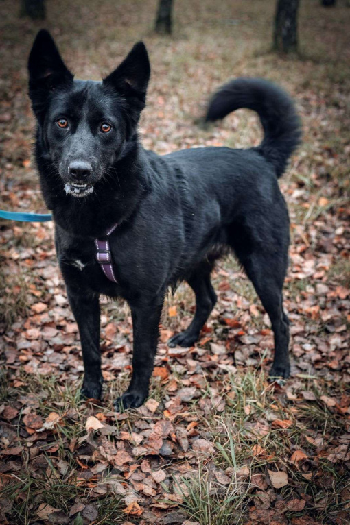 Собаки в Москве: Герда Девочка, Бесплатно - фото 3