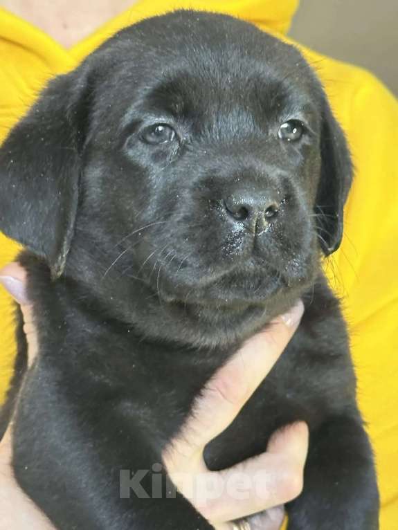 Собаки в других городах Московской области: Лабрадор ретривер Мальчик, 50 000 руб. - фото 5