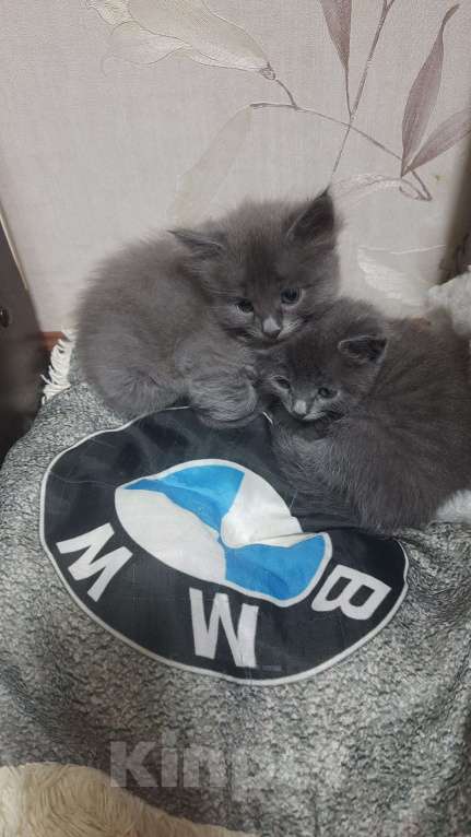 Кошки в Саратове: Котенок в добрые руки Мальчик, 50 руб. - фото 3