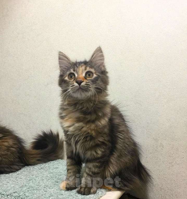 Кошки в Санкт-Петербурге: Сибирские котята Девочка, 45 000 руб. - фото 5