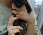Кошки в Улане-Удэ: Отдам кошку в добрые руки Девочка, Бесплатно - фото 1