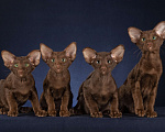 Кошки в Балашихе: Ориентальные котята Мальчик, 60 000 руб. - фото 4