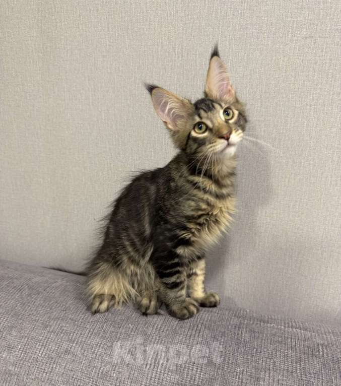 Кошки в Москве: Котенок Мейнкун Мальчик, 65 000 руб. - фото 1