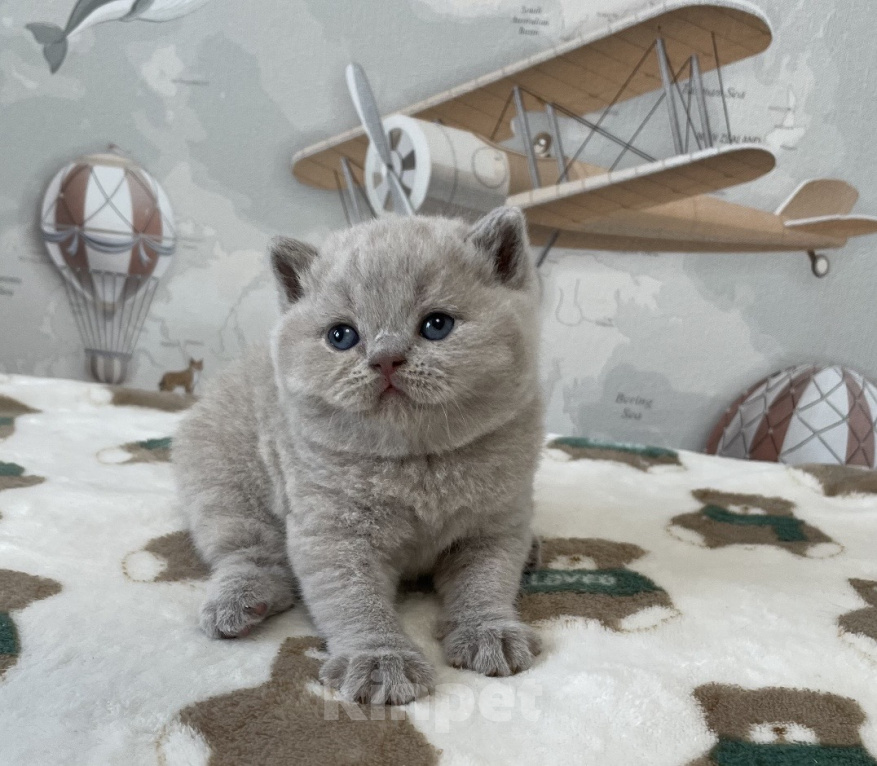 Кошки в Санкт-Петербурге: Британский мальчик Добрыня Мальчик, 40 000 руб. - фото 2
