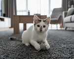 Кошки в Москве: Котенок в добрые руки Мальчик, Бесплатно - фото 2