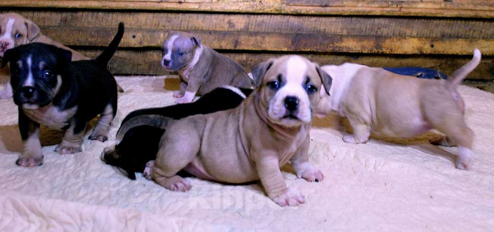 Собаки в Братске: Булочки Разнополые, 70 000 руб. - фото 5