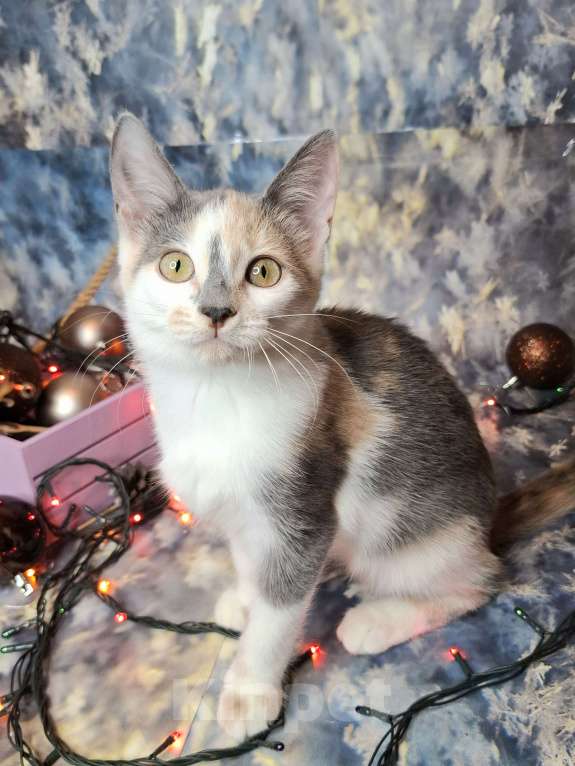 Кошки в Москве: Котёнок с ромбиком на носу в добрые руки  Девочка, Бесплатно - фото 6