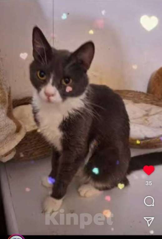 Кошки в Москве: Анечка ищет дом Девочка, Бесплатно - фото 1