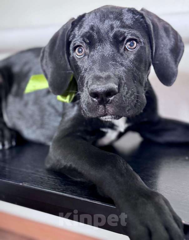 Собаки в Приморско-Ахтарске: Щенки кане корсо  Мальчик, 15 000 руб. - фото 5