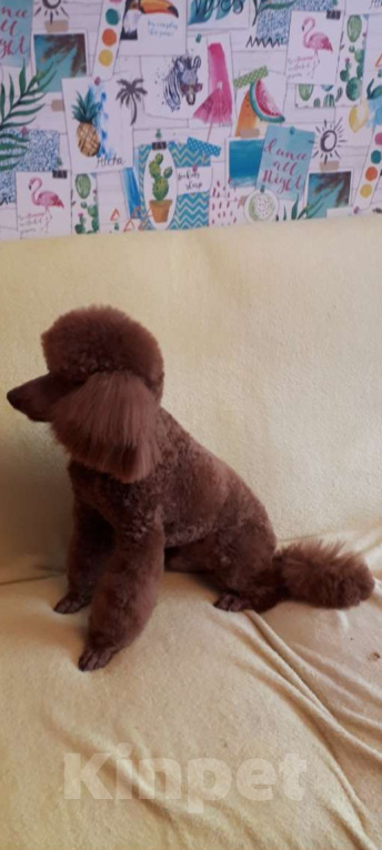 Собаки в Балашихе: Малый пудель, мальчики Мальчик, 40 000 руб. - фото 6