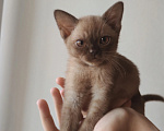 Кошки в Магнитогорске: Бурманские котята Девочка, 60 000 руб. - фото 1