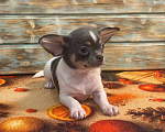 Собаки в Санкт-Петербурге: Чихуахуа девочка-бабочка! Девочка, 85 000 руб. - фото 1