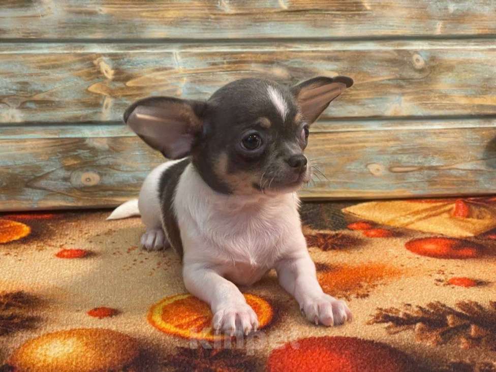 Собаки в Санкт-Петербурге: Чихуахуа девочка-бабочка! Девочка, 85 000 руб. - фото 1