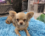 Собаки в других городах Московской области: Продам Чихуахуа 1 год Кобель Мальчик, 45 000 руб. - фото 5