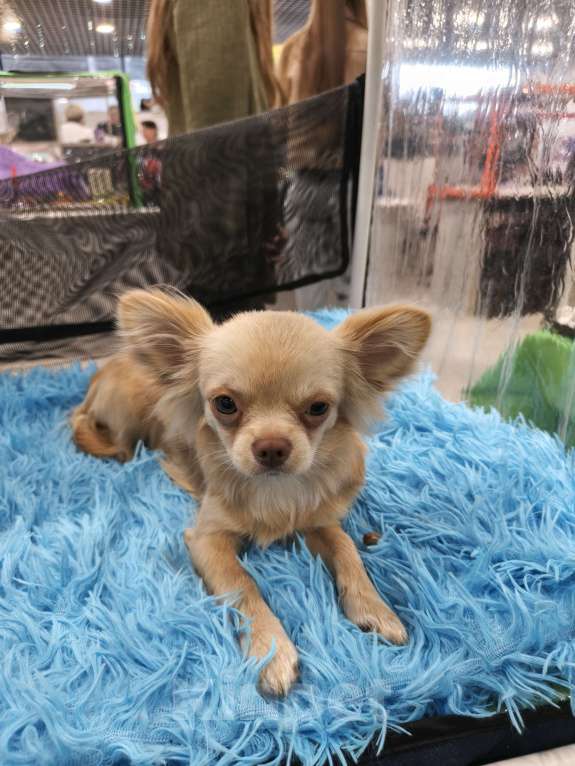 Собаки в других городах Московской области: Продам Чихуахуа 1 год Кобель Мальчик, 45 000 руб. - фото 5