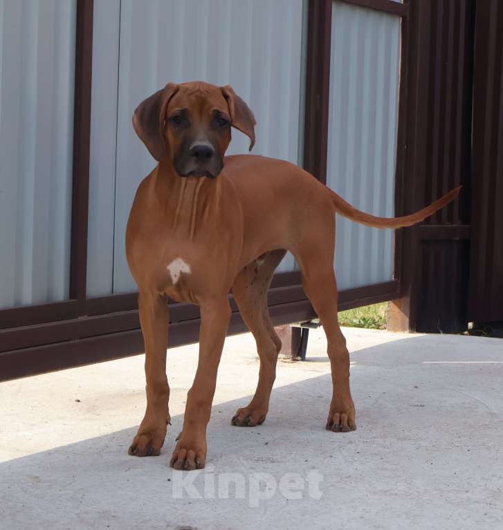 Собаки в Москве: Мальчик родезийского риджбека Мальчик, 60 000 руб. - фото 4