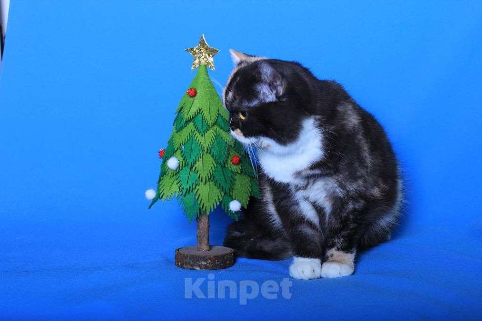 Кошки в Москве: Американская короткошерстная в дар Девочка, 1 руб. - фото 6