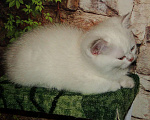 Кошки в Санкт-Петербурге: Шотландский плюшевый котик Подснежник! Мальчик, 30 000 руб. - фото 3