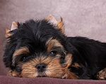 Собаки в Люберцах: Йоркширский терьер курносый  Юджет Мальчик, 50 000 руб. - фото 9