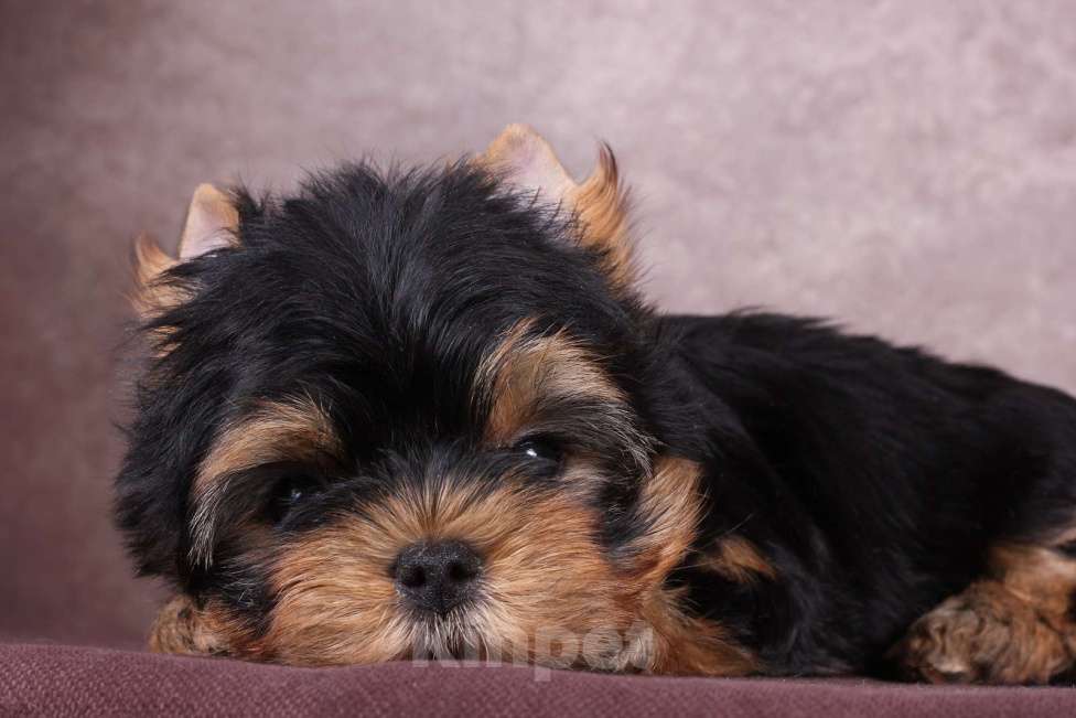 Собаки в Люберцах: Йоркширский терьер курносый  Юджет Мальчик, 50 000 руб. - фото 9