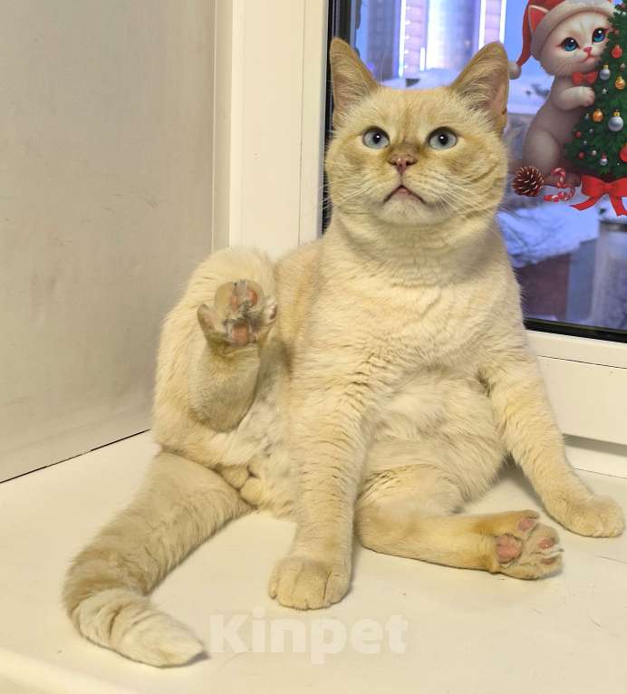 Кошки в Москве: Голубоглазый аристократ ищет семью Мальчик, Бесплатно - фото 3