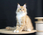 Кошки в Екатеринбурге: Дионис. Мальчик. Готов Мальчик, 50 000 руб. - фото 4