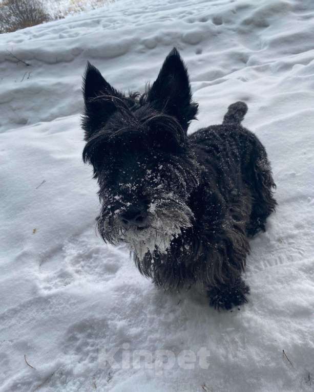 Собаки в Павловском Посаде: Вязка скотч-терьера Мальчик, Бесплатно - фото 2
