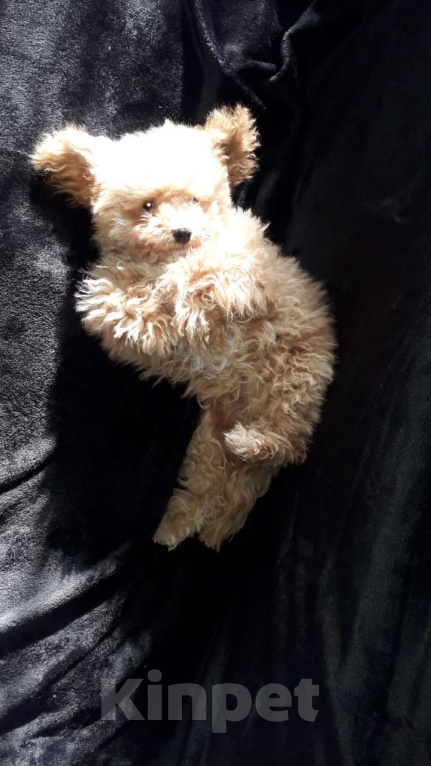 Собаки в Москве: Мини мальтипу  Мальчик, 38 000 руб. - фото 1