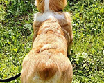 Собаки в Москве: Щенок Вельш Корги Пемброк  Мальчик, 80 000 руб. - фото 1