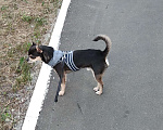 Собаки в Жигулевске: Вязка чихуахуа голубой окрас, 1 руб. - фото 2