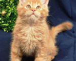 Кошки в Ливны: Котенок Мейн кун 2 мес, 50 руб. - фото 1