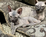 Кошки в Кувшиново: Сфинкс, 8 000 руб. - фото 1