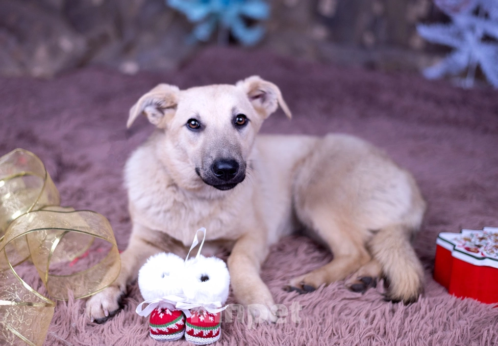Собаки в других городах Московской области: Ася щенок  Девочка, Бесплатно - фото 3